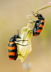 Image showing Blister beetles on a flower