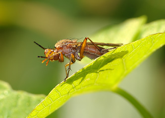 Image showing The fly