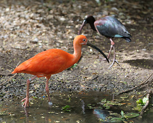 Image showing The Scarlet Ibis (Eudocimus ruber)
