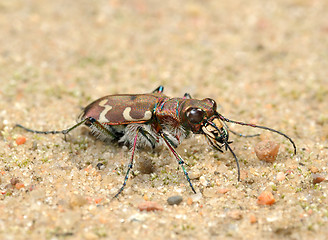 Image showing Tigerbeetle