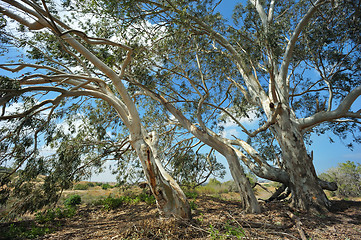 Image showing Eucalyptus