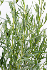 Image showing Tarragon (Artemisa dracunculus)