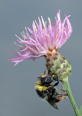 Image showing Bumblebee on flower.