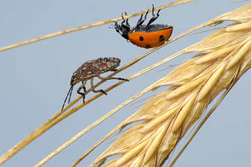 Image showing Ladybird and the bug in the ear