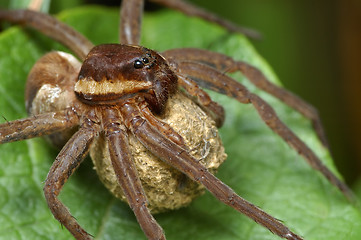 Image showing Spider with a cocoon.