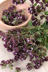 Image showing Origan (Origanum vulgare)