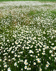 Image showing Blooming meadow.