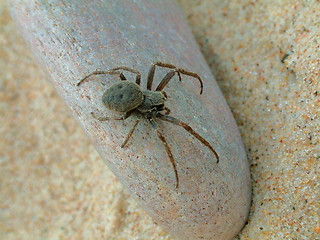 Image showing Spider and a stone