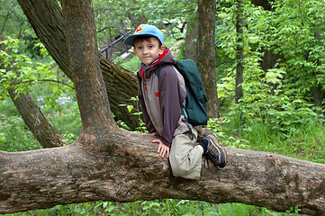 Image showing Boy in a tree