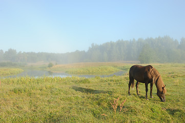 Image showing Horse at a sunrise