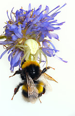 Image showing Spider and bumblebee