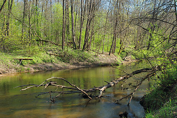 Image showing River in the forest