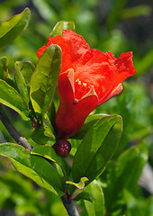 Image showing Flower Pomegranate