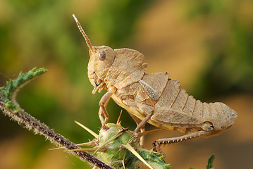 Image showing Grasshopper