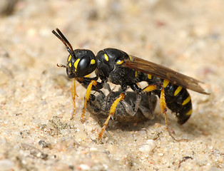 Image showing Wasp Sphex