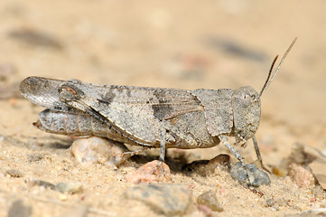 Image showing Grasshopper Oedipoda caerulescens