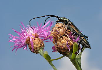 Image showing Longhorn beetle on a flower.