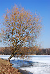 Image showing Spring on the lake.