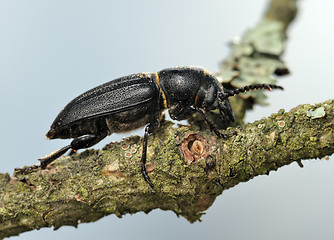 Image showing Longicorn beetle on a branch. 