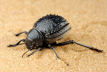 Image showing Darkling beetle on the sand