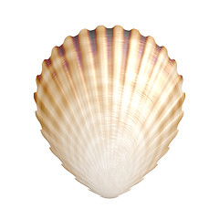 Image showing shell