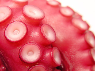 Image showing Octopus-close-up