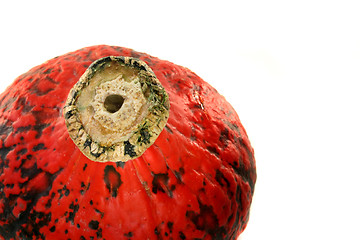 Image showing Pumpkin