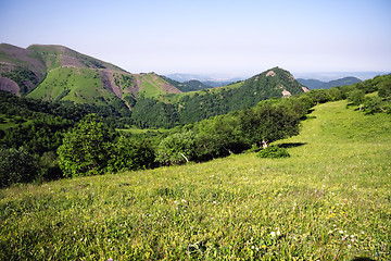 Image showing Undersized mountain forest