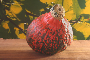 Image showing Pumpkin