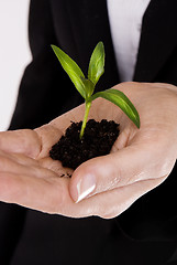 Image showing woman's hand with a plant