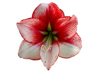 Image showing red lily-design element