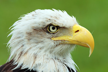 Image showing American bald eagle