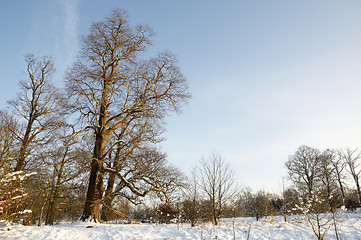 Image showing Winter trees