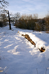 Image showing Winter