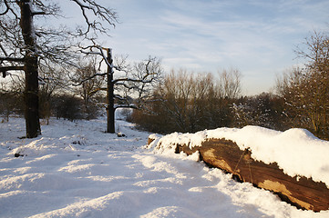 Image showing Winter