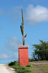 Image showing Cactus in an orange pot