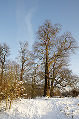 Image showing Winter trees