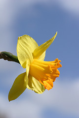 Image showing Daffodil