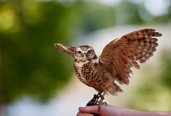 Image showing Burrowing Owl