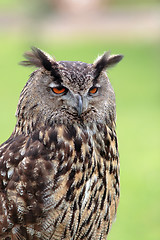 Image showing Big owl