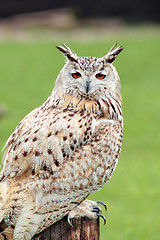 Image showing White owl