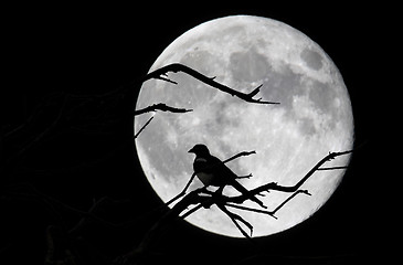 Image showing Bird and moon 