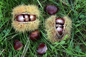 Image showing Chestnuts in the countryside