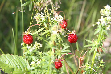 Image showing Strawberry