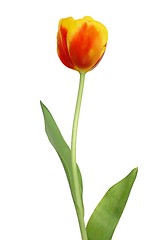 Image showing Red Tulip