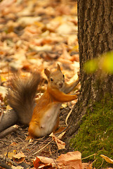 Image showing squirrel 