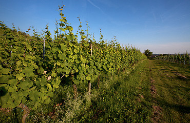 Image showing Vineyard in Southwest Germany