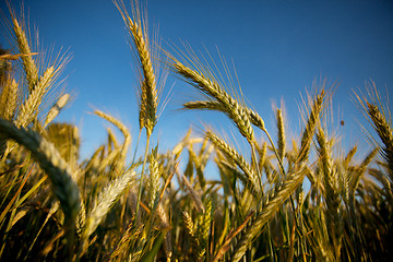 Image showing Fields of Wheat in Summer