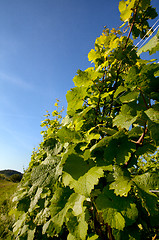 Image showing Vineyard in Southwest Germany