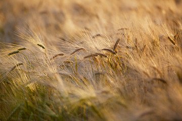 Image showing Fields of Wheat in Summer